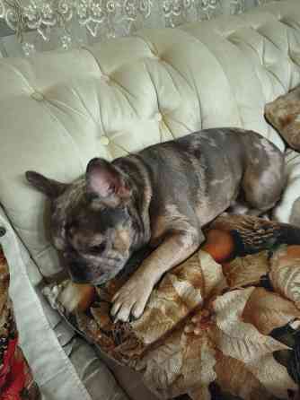 Ищем девочку породы французский бульдог для вязки Донецк