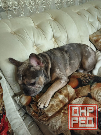 Ищем девочку породы французский бульдог для вязки Донецк - изображение 1