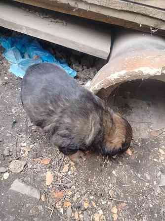 Срочно угроза жизни щенкам Донецк