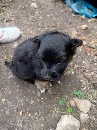 Срочно угроза жизни щенкам Донецк