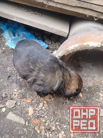 Срочно угроза жизни щенкам Донецк - изображение 2