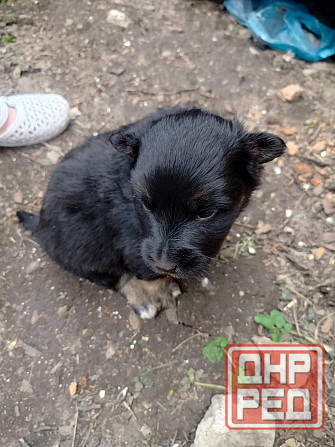Срочно угроза жизни щенкам Донецк - изображение 1