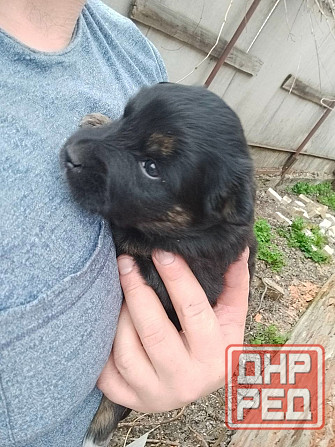 Срочно угроза жизни щенкам Донецк - изображение 3