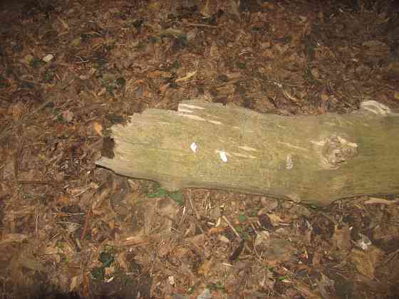 #написля Иван русский Донецк Донецк