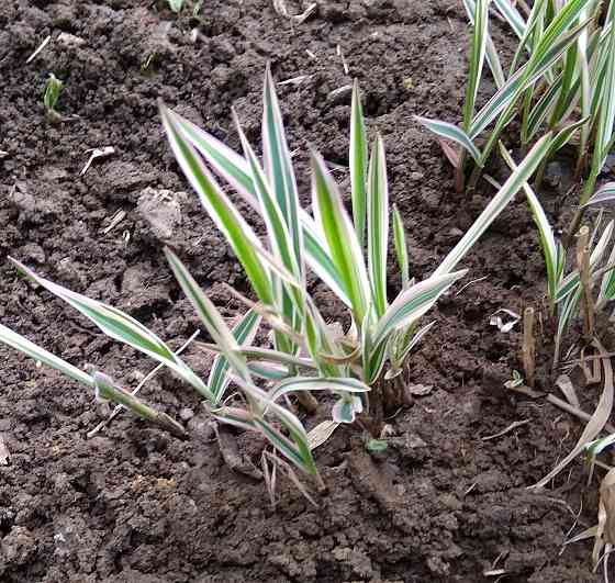 Фалярис (Канареечник) тростниковый вариегата многолетний Донецк