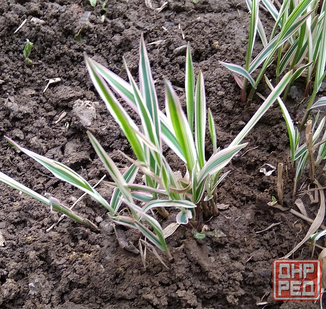 Фалярис (Канареечник) тростниковый вариегата многолетний Донецк - изображение 1