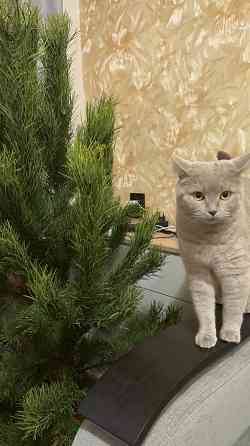 Отдам бесплатно в добрые руки Донецк