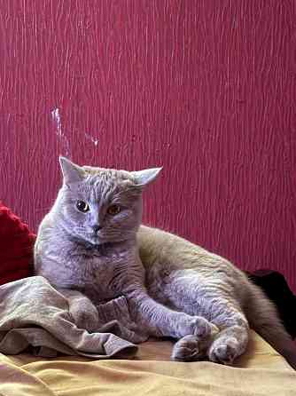 Отдам бесплатно в добрые руки Донецк