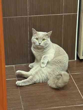 Отдам бесплатно в добрые руки Донецк