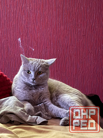 Отдам бесплатно в добрые руки Донецк - изображение 2