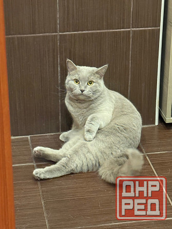 Отдам бесплатно в добрые руки Донецк - изображение 1