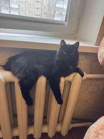 Кошечка в добрые руки Донецк