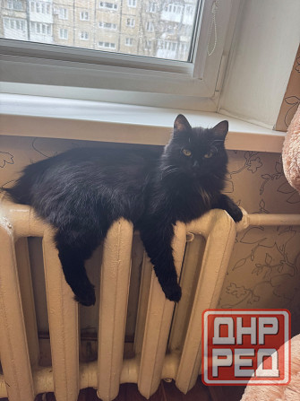 Кошечка в добрые руки Донецк - изображение 1