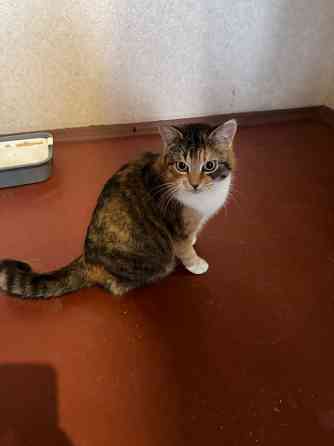 Кошечка в добрые руки Донецк