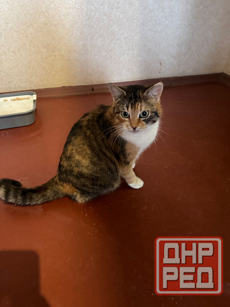 Кошечка в добрые руки Донецк - изображение 1