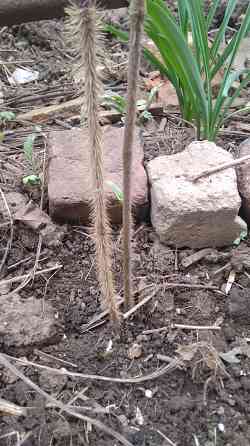 Элеутерококк колючий кустарник Донецк