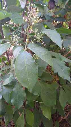 Элеутерококк колючий кустарник Донецк