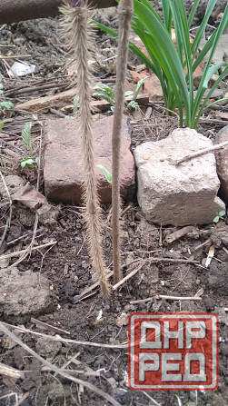 Элеутерококк колючий кустарник Донецк - изображение 2