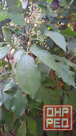 Элеутерококк колючий кустарник Донецк - изображение 1