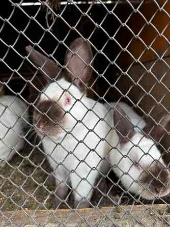 Продам кроликов Макеевка