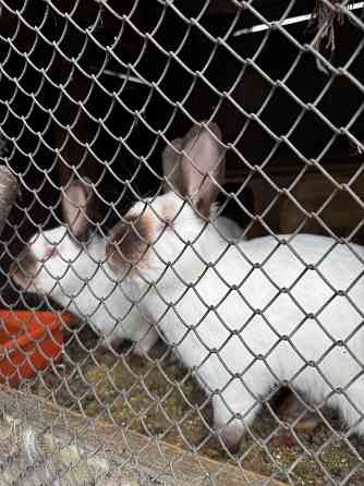 Продам кроликов Макеевка