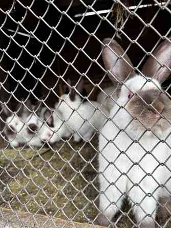 Продам кроликов Макеевка