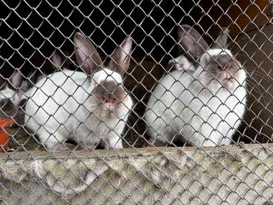 Продам кроликов Макеевка