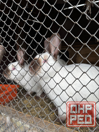 Продам кроликов Макеевка - изображение 3