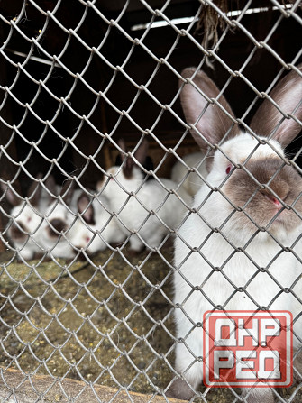 Продам кроликов Макеевка - изображение 2