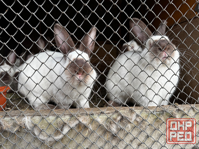 Продам кроликов Макеевка - изображение 1
