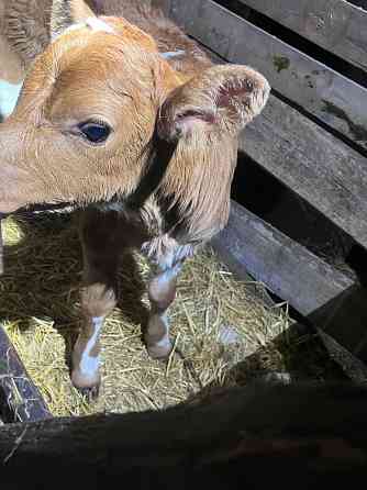 Продается телочка Макеевка