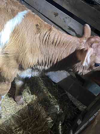 Продается телочка Макеевка