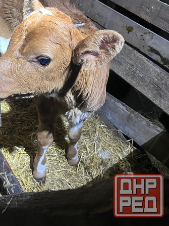 Продается телочка Макеевка - изображение 1