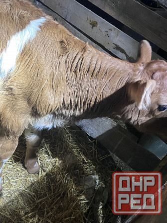 Продается телочка Макеевка - изображение 2