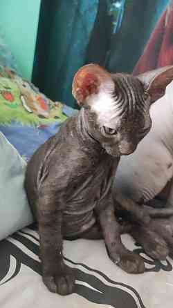 Котята сфинкс Донецк