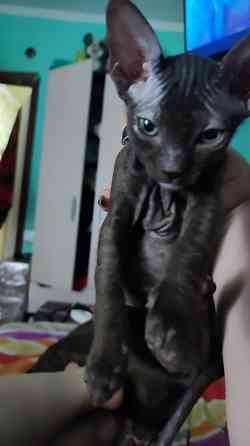 Котята сфинкс Донецк