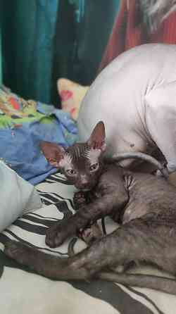 Котята сфинкс Донецк