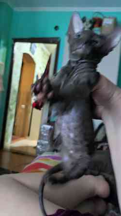 Котята сфинкс Донецк