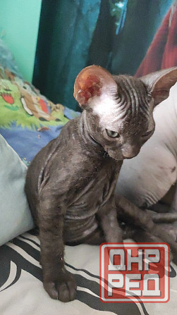 Котята сфинкс Донецк - изображение 3
