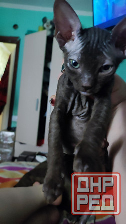 Котята сфинкс Донецк - изображение 2