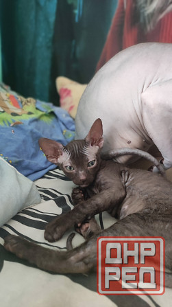 Котята сфинкс Донецк - изображение 4
