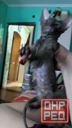 Котята сфинкс Донецк - изображение 1