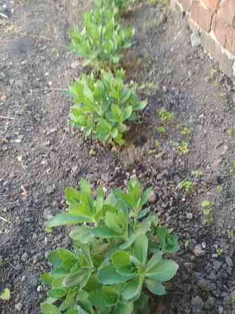 Продам многолетние цветы Донецк