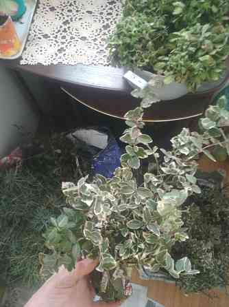 Продам многолетние цветы Донецк