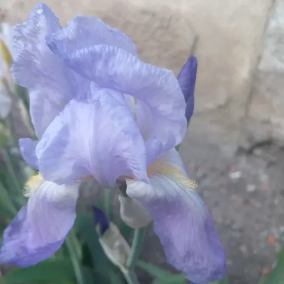 Продам многолетние цветы Донецк