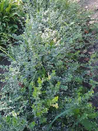 Продам многолетние цветы Донецк