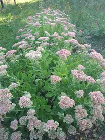 Продам многолетние цветы Донецк