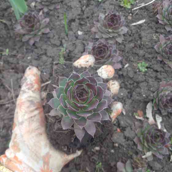 Продам многолетние цветы Донецк