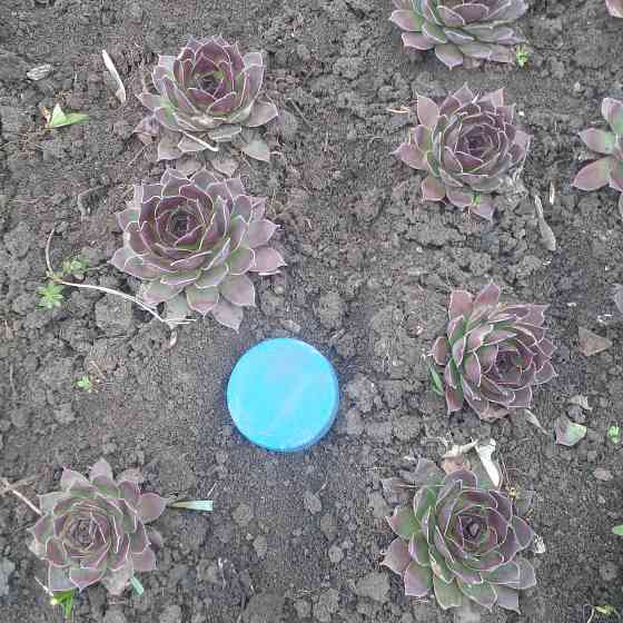 Продам многолетние цветы Донецк