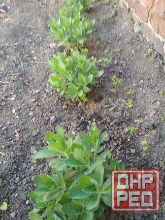 Продам многолетние цветы Донецк - изображение 3